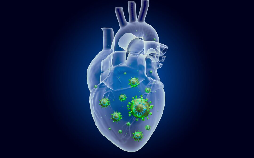 Coronabefall des Herzens im Labor nachgewiesen