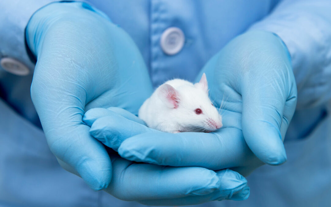 Warum das Experimentieren an Tieren in der medizinischen Wissenschaft so wichtig ist