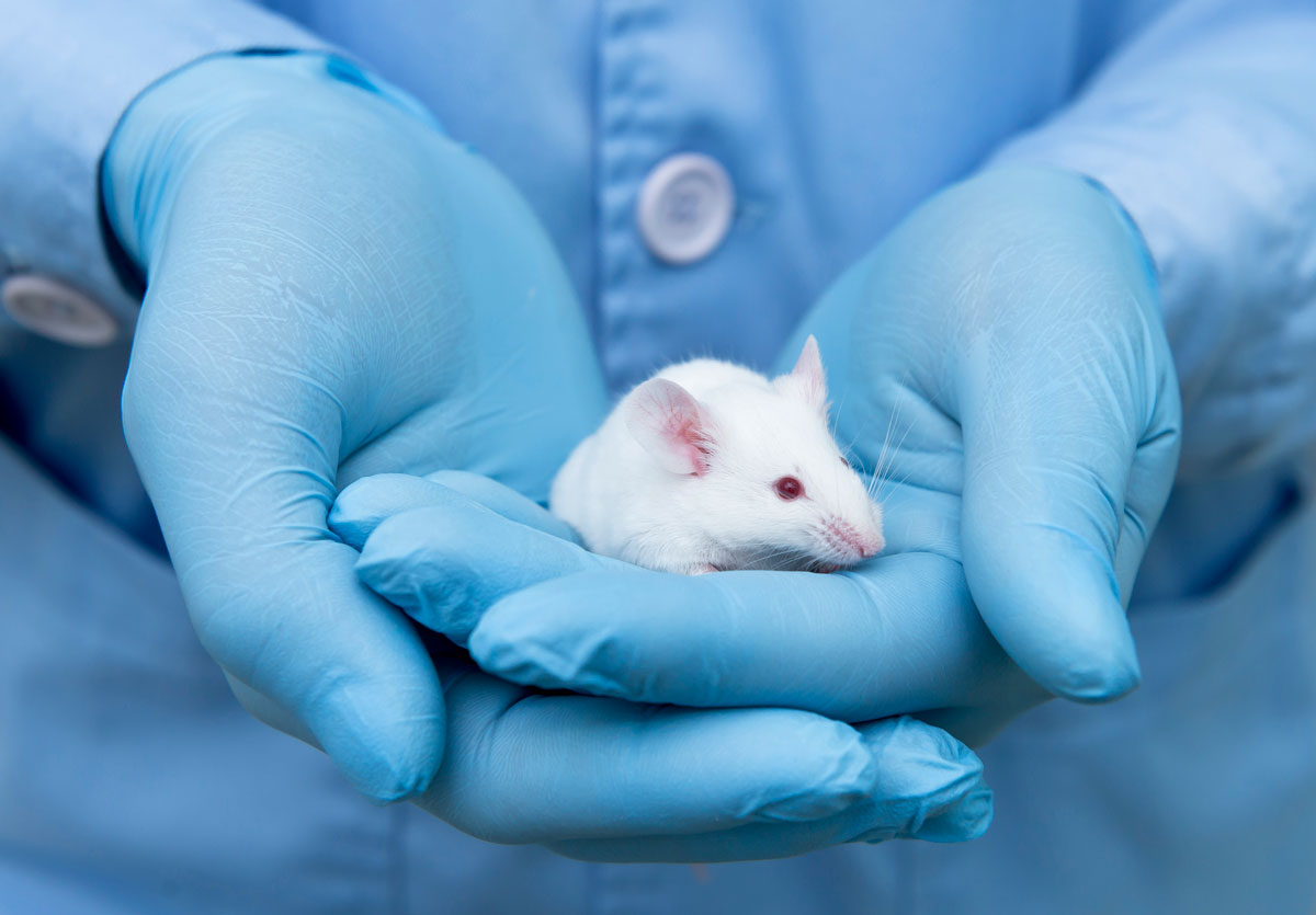 Warum das Experimentieren an Tieren in der medizinischen Wissenschaft so wichtig ist