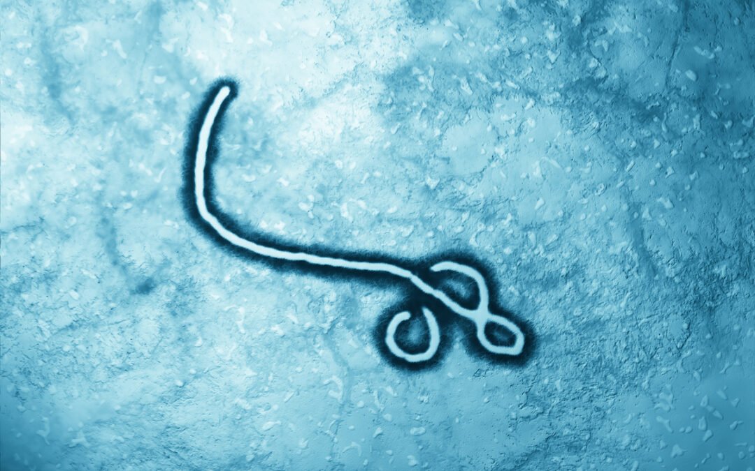 Schnellere Erbgut-Analyse von Ebola-Varianten