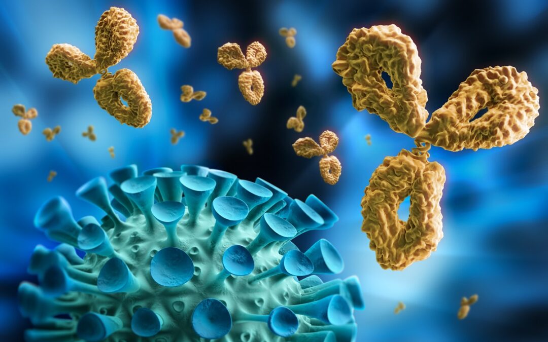 Wie Darmbakterien die Antikörperproduktion unterstützen