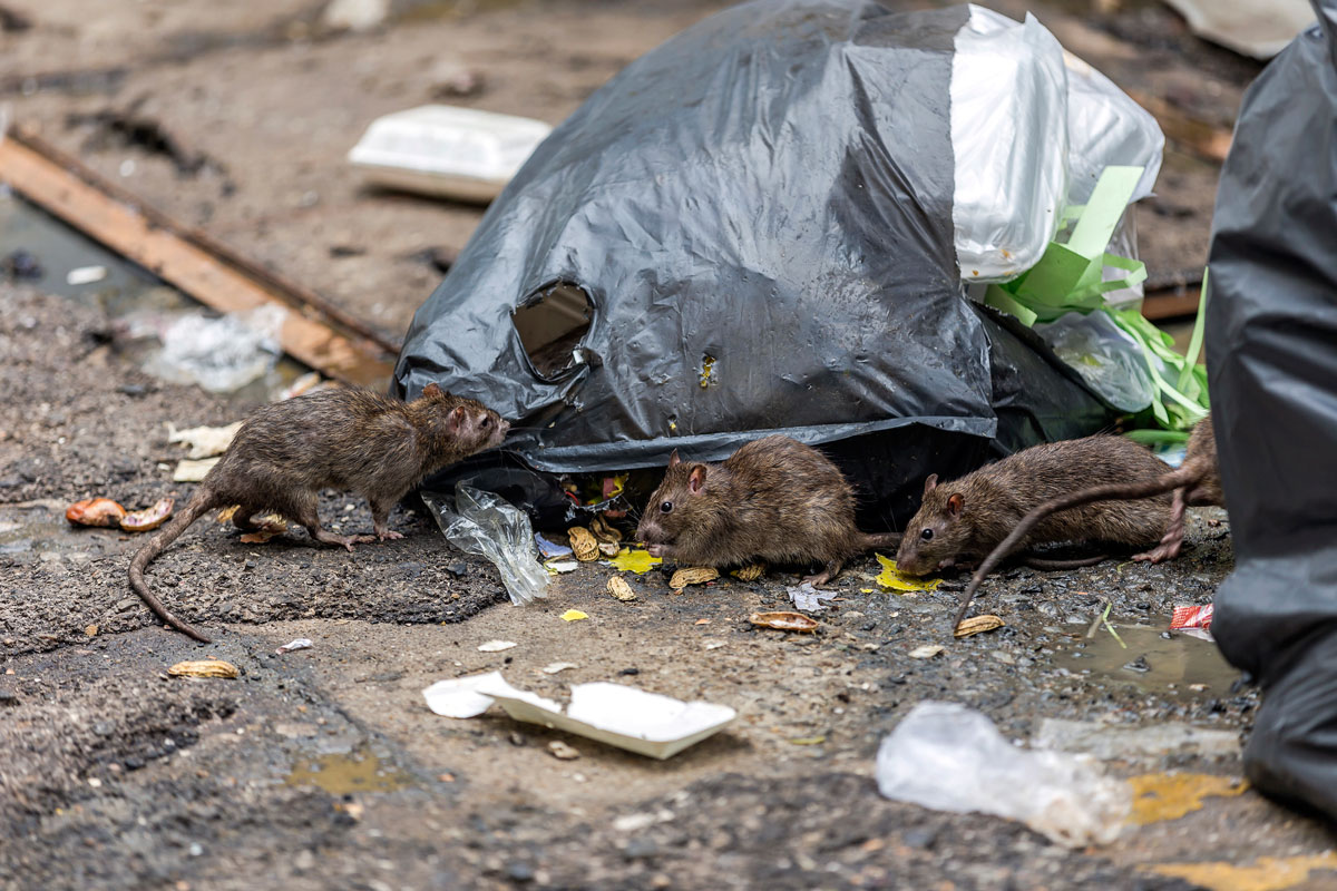 Ratten in Großstädten sind Krankheitsträger