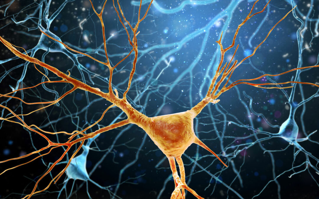 Anatomie einer Nervenzelle beeinflusst ihr Verhalten