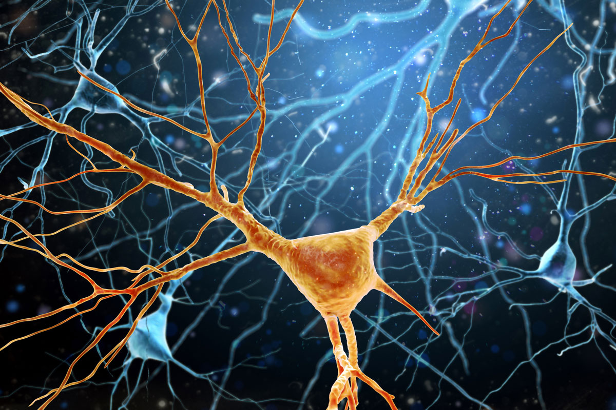 Anatomie einer Nervenzelle beeinflusst ihr Verhalten
