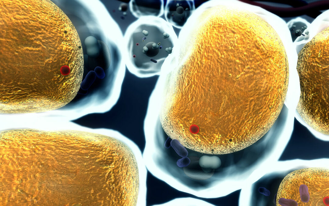 Gennetzwerk könnte Fettzellen umprogrammieren