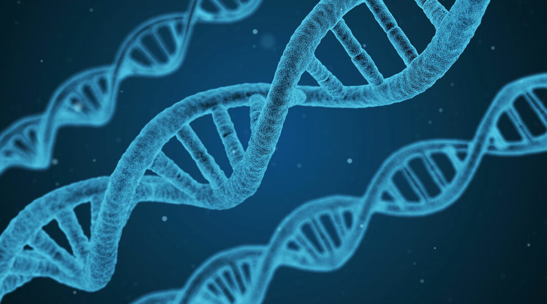 DNA-Netze blockieren den Durchfluss