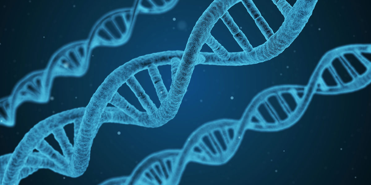 DNA-Netze blockieren den Durchfluss