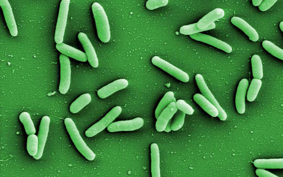 Neue Software entschlüsselt Eigenschaften von Bakterien