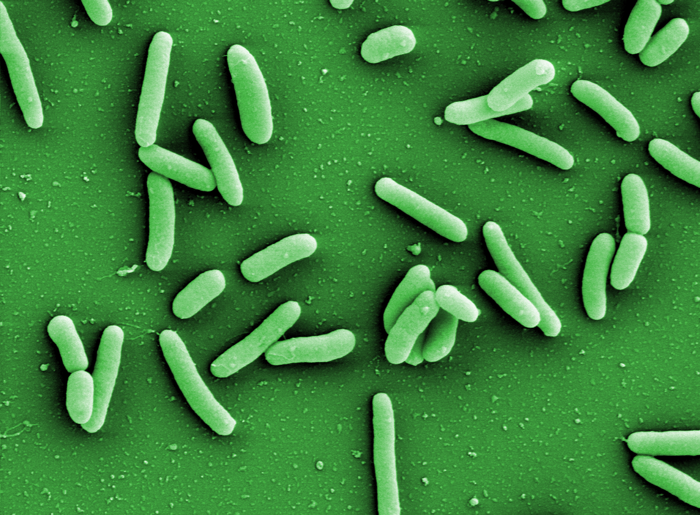 Neue Software entschlüsselt Eigenschaften von Bakterien
