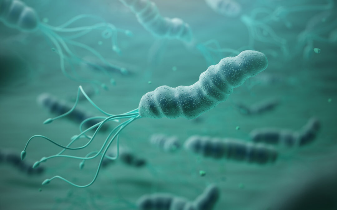 Anpassungsfähigkeit von Helicobacter pylori untersucht