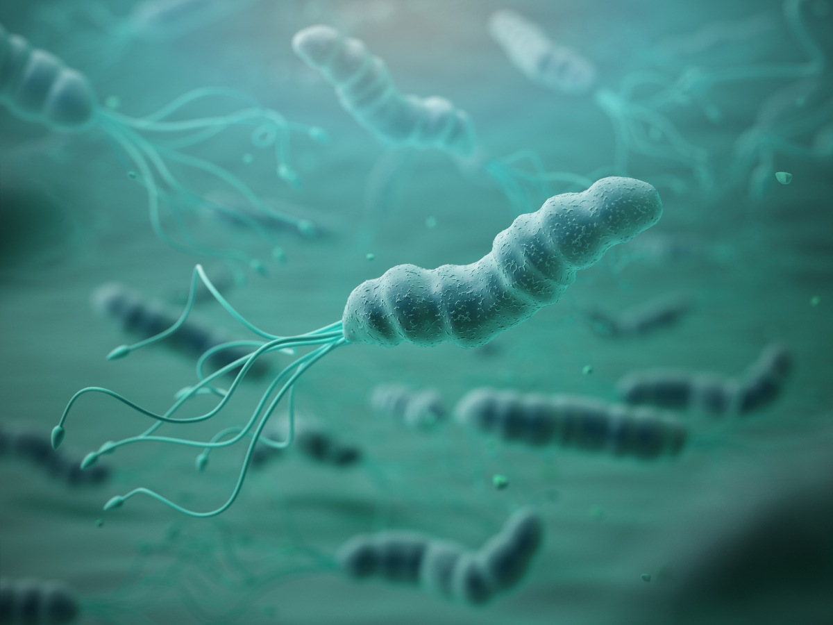 Anpassungsfähigkeit von Helicobacter pylori untersucht