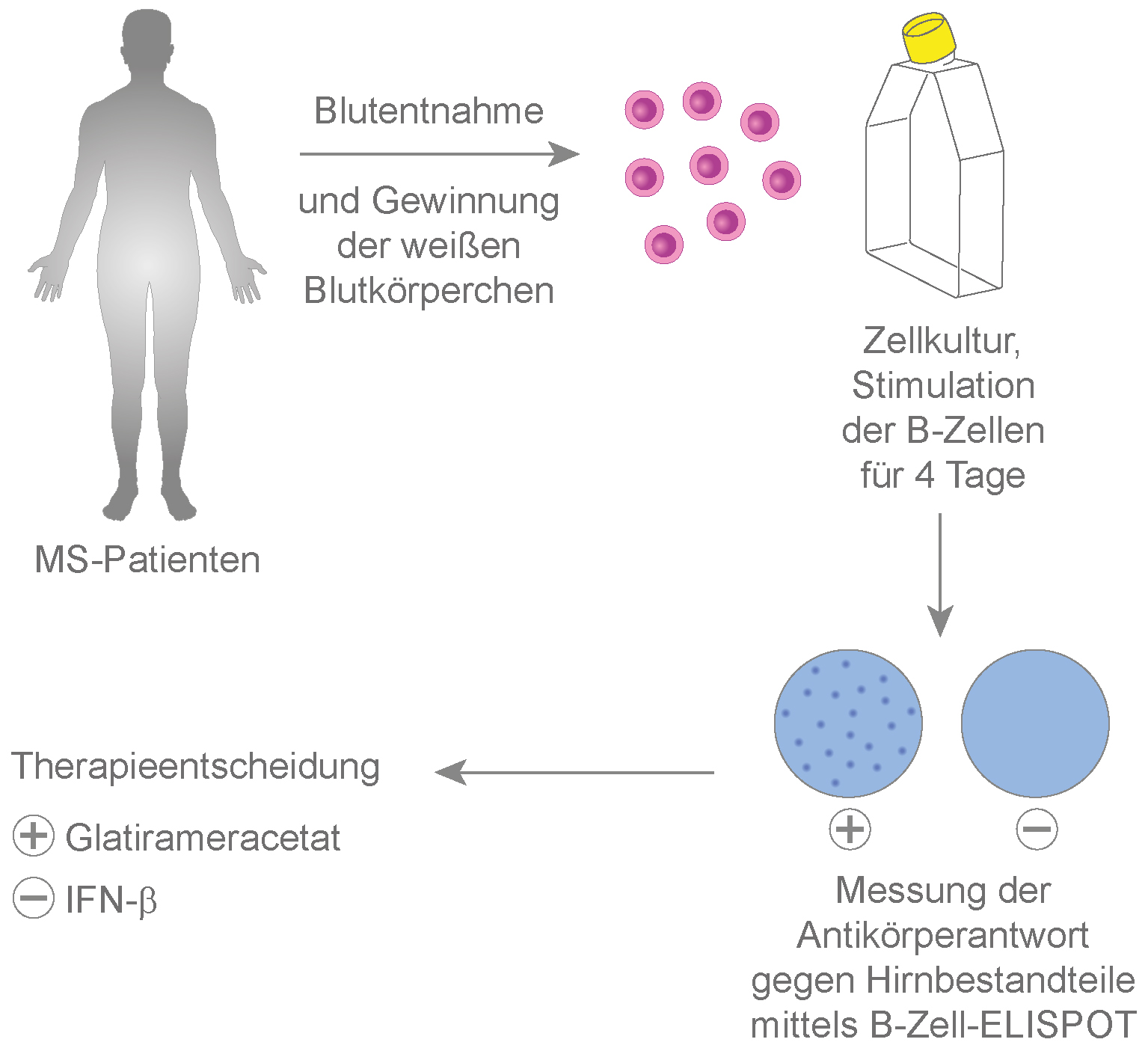 Ein an der Uni Würzburg entwickelter Bluttest kann die Therapie-Entscheidung bei Multipler Sklerose erleichtern. © Michael Christof)