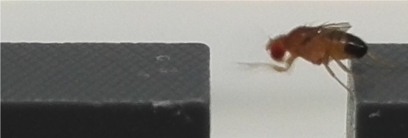 Drosophila-Fliege © L. Spindler, AG Strauss, JGU