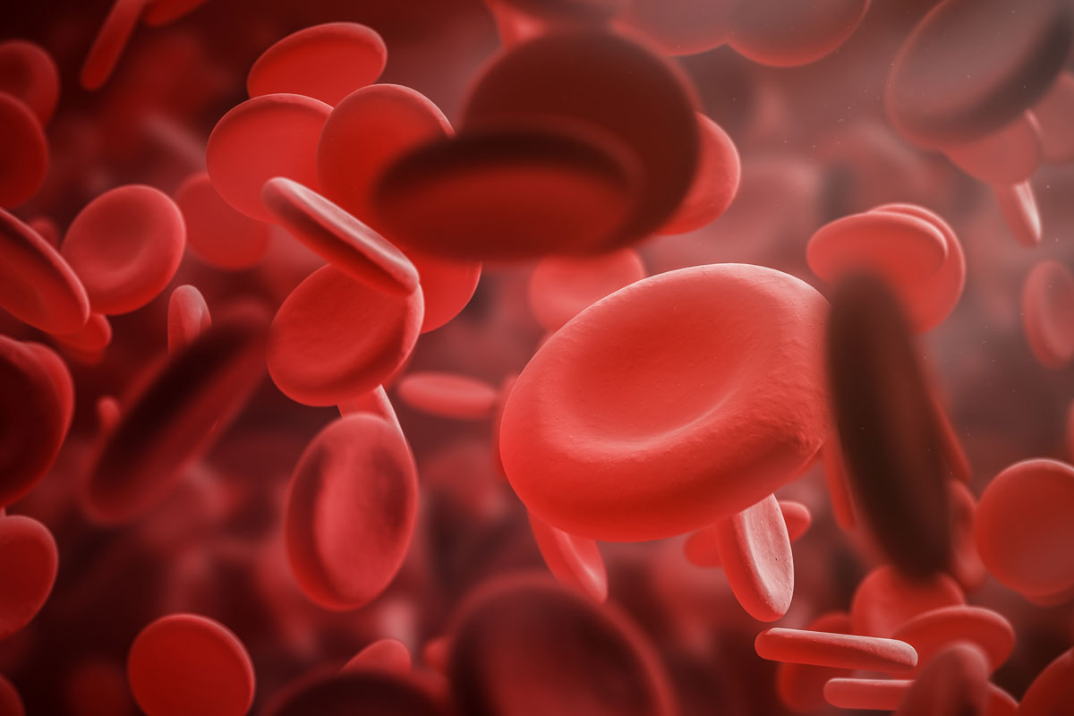 Lebenslange Selbsterneuerung von Blutstammzellen