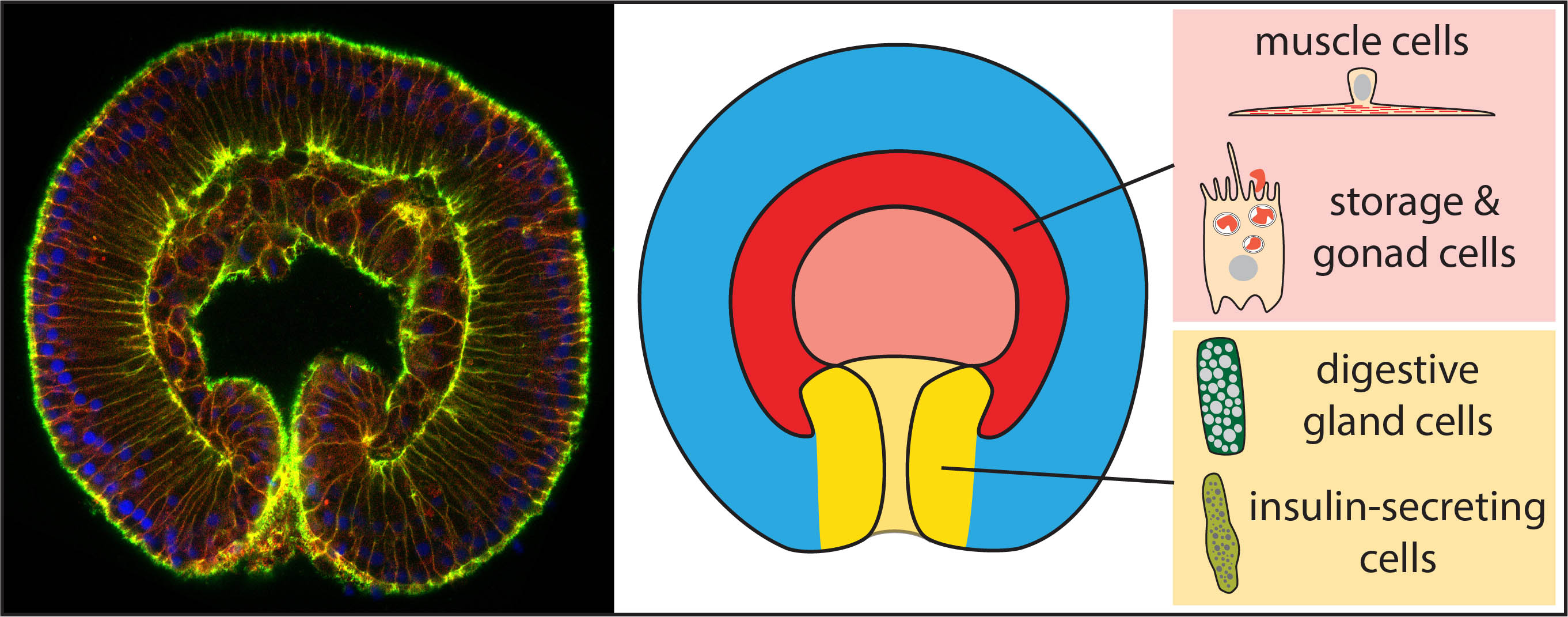 Embryonalstadium der Seeanemone © Universität Wien
