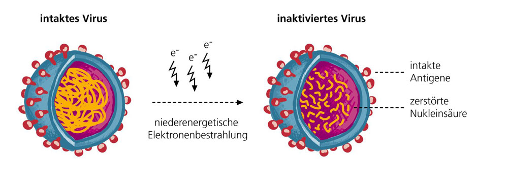 Schemazeichnung der Bestrahlung. © Fraunhofer IZI