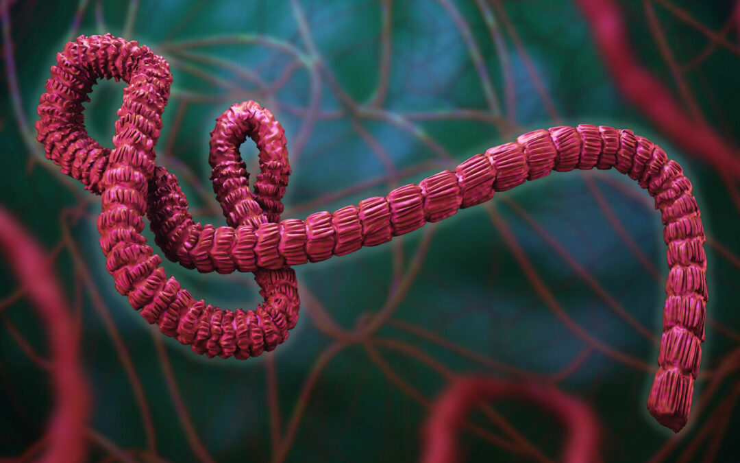 Wie der Ebola-Erreger das Immunsystem täuscht