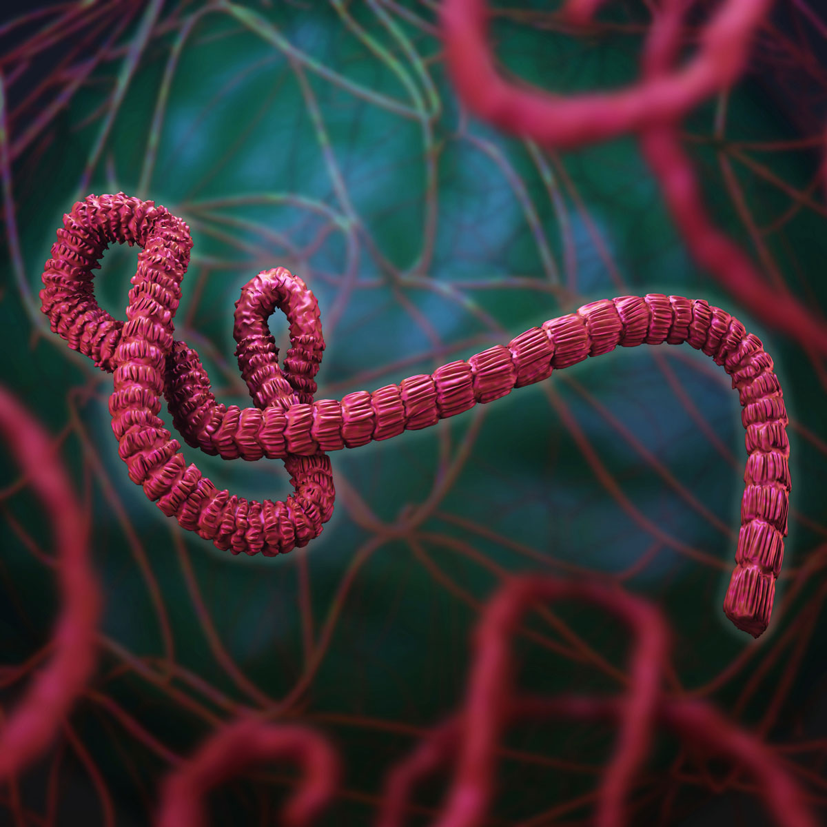 Wie der Ebola-Erreger das Immunsystem täuscht