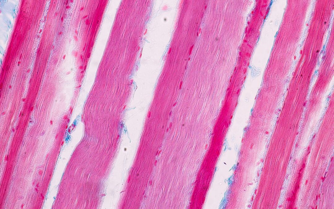 Hochauflösender Einblick in die Muskelzelle