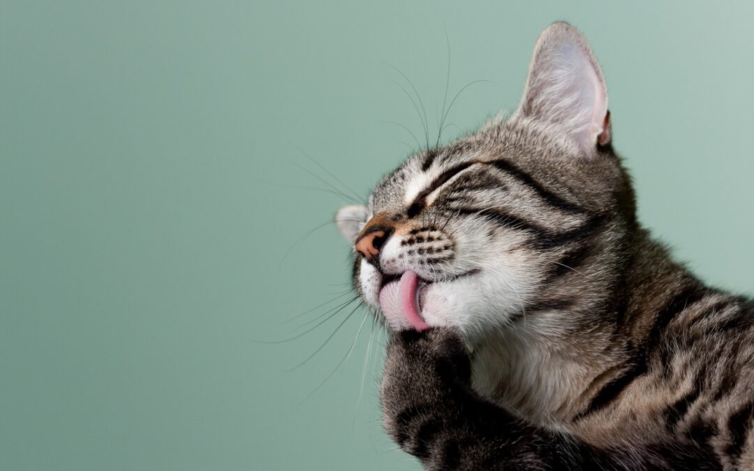 Forscher entwickeln allergenreduzierendes Katzenfutter