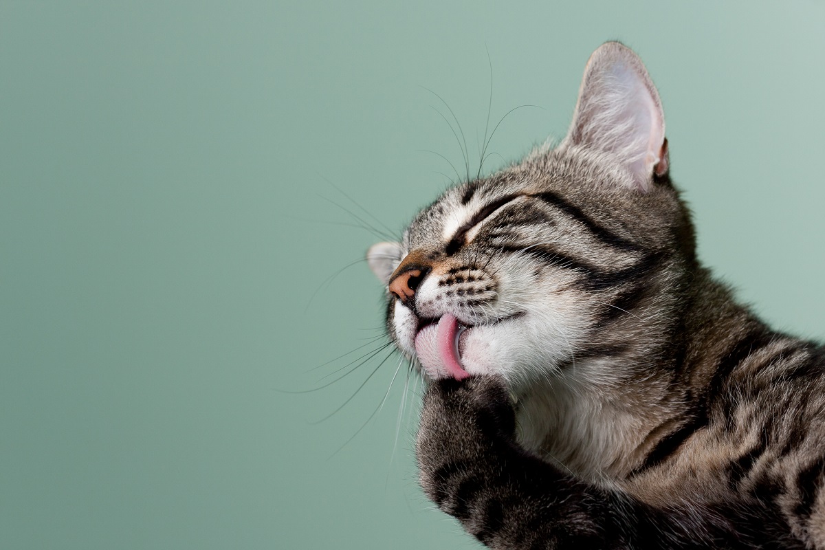 Forscher entwickeln allergenreduzierendes Katzenfutter
