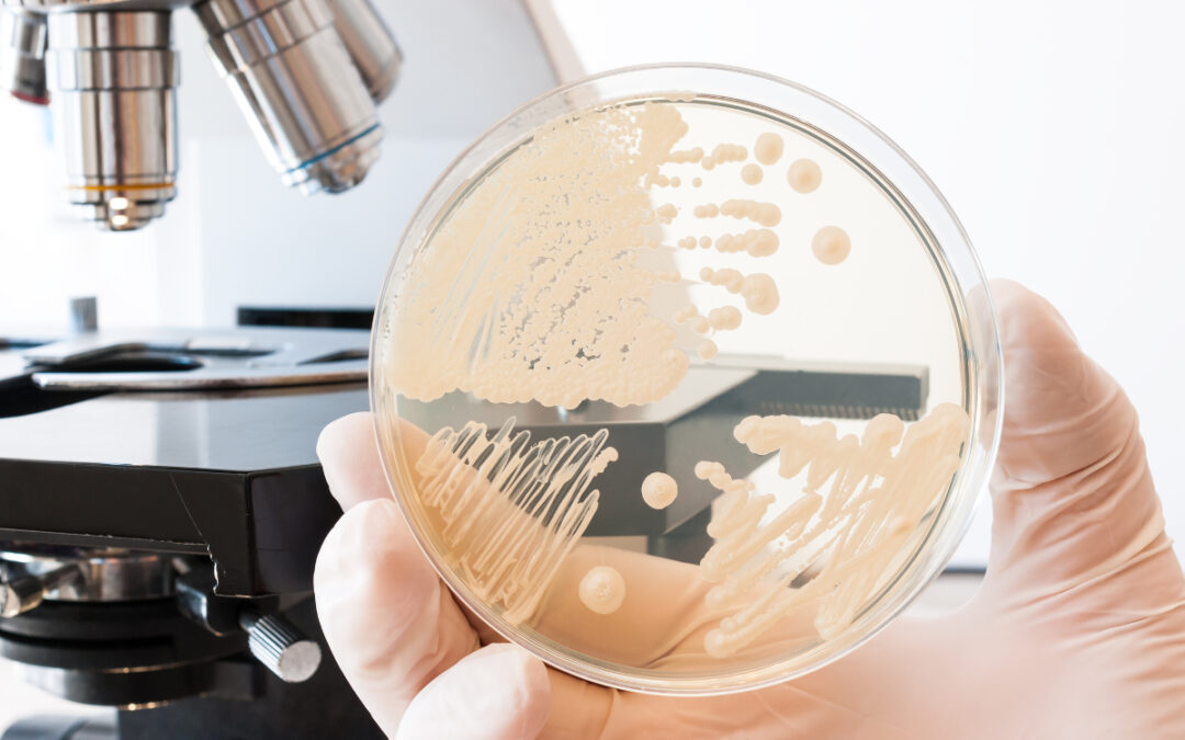 Antibiotika stört Wechselspiel zwischen Pilzen und Bakterien