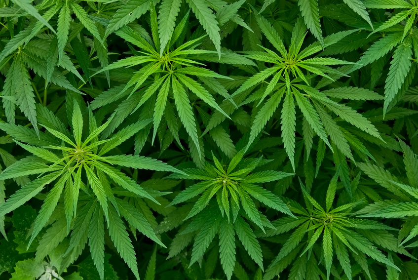 Anstieg des Cannabiskonsums bei Jugendlichen und jungen Erwachsenen