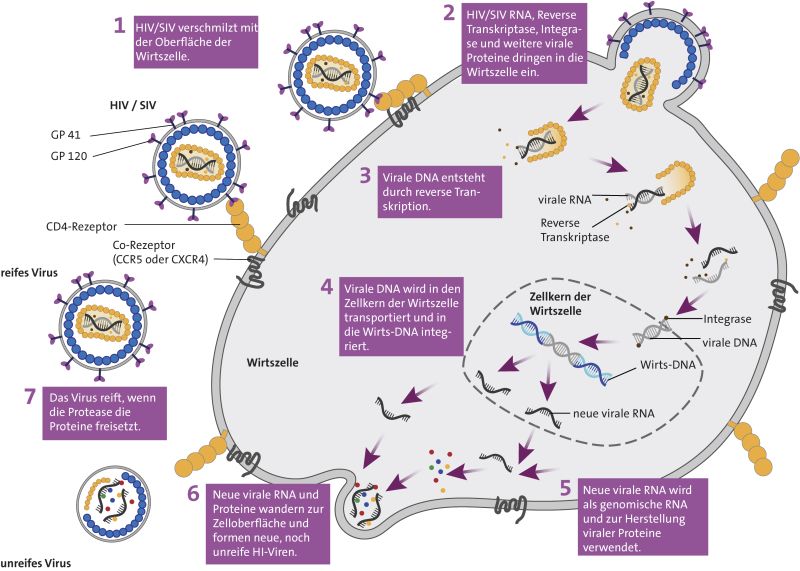 Replikationszyklus des HI-Virus © Luzie J. Almenräder