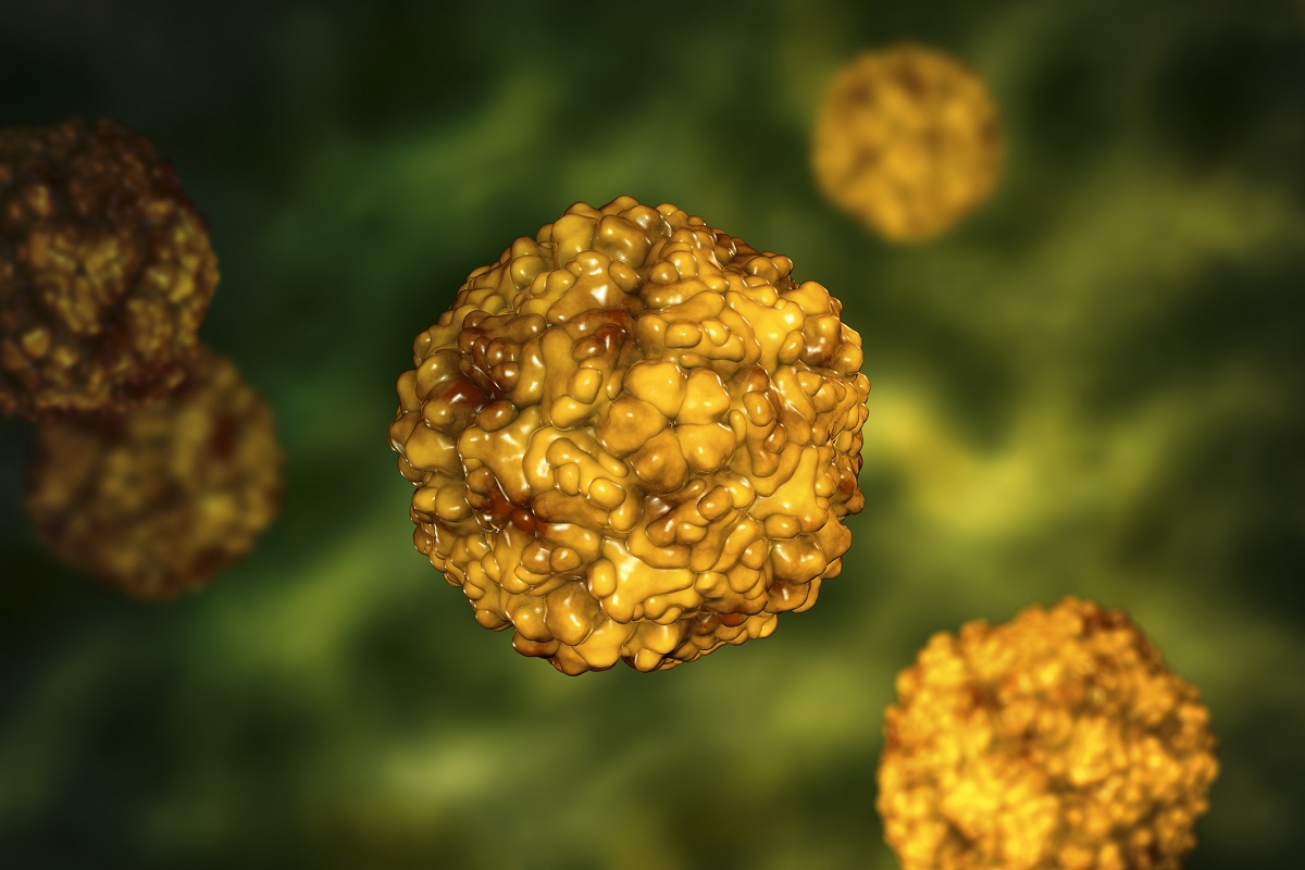 Effektive Bekämpfung von Rhinoviren durch das Immunsystem