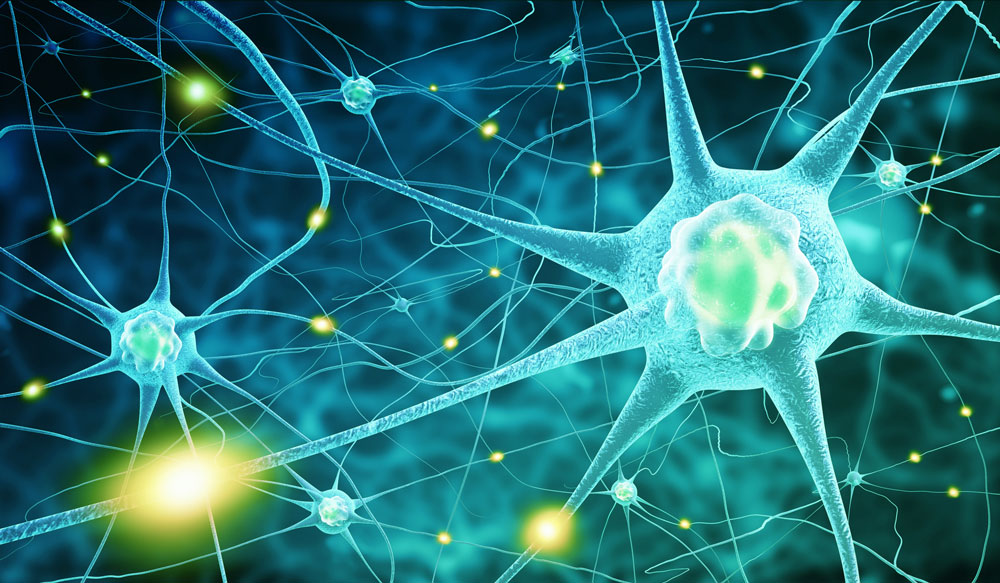 Einflussfaktoren der Nervenzellen
