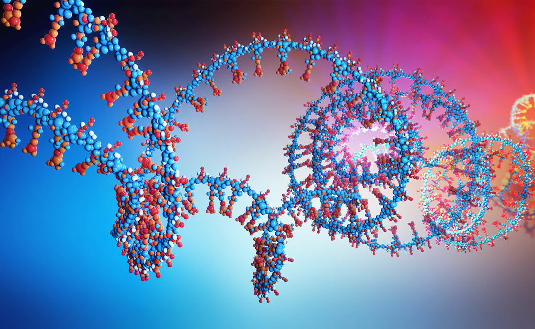 RNA Molekül gleicht Wirkung von Genmutationen aus
