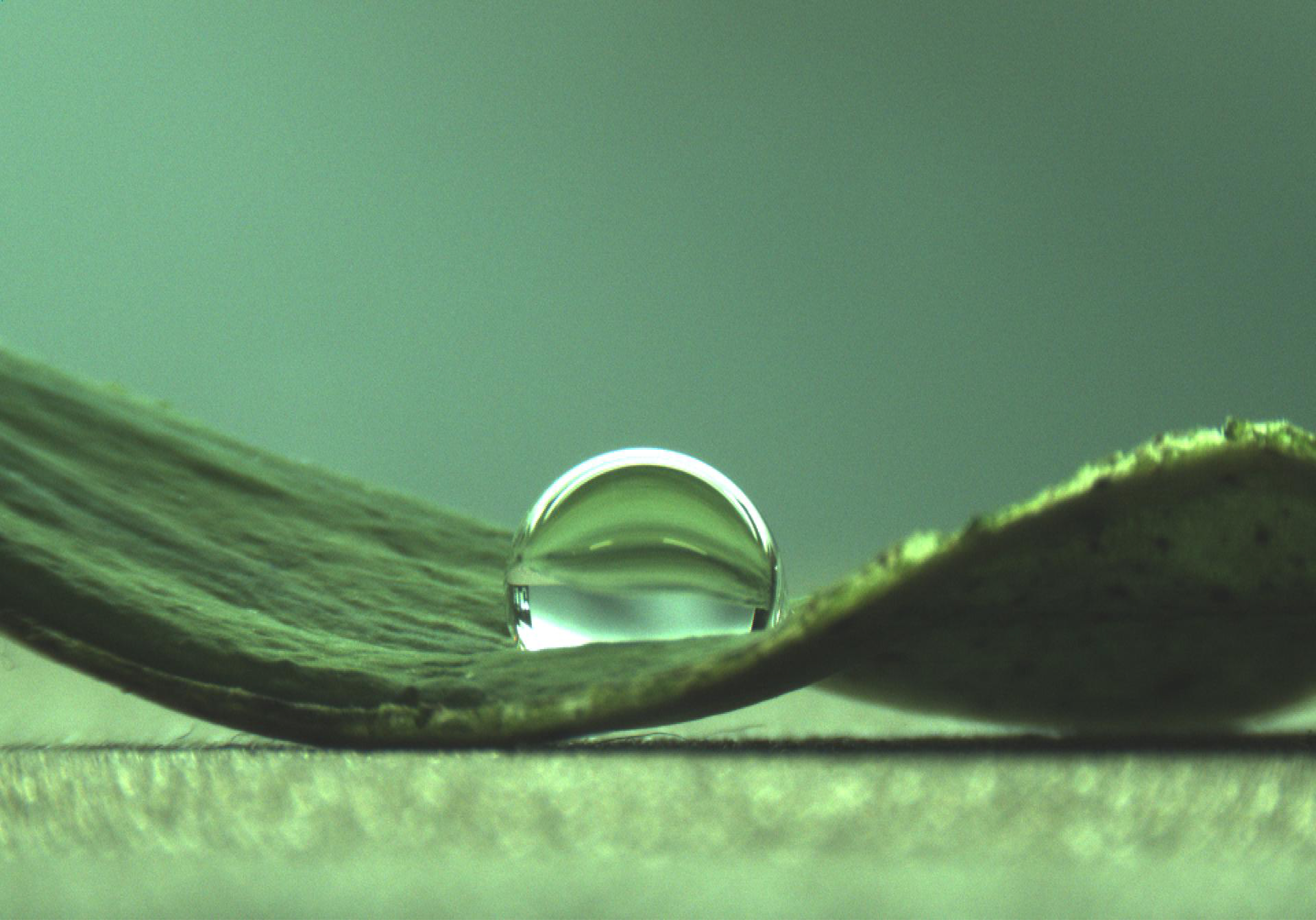 Lotuseffekt lässt Wasser abperlen