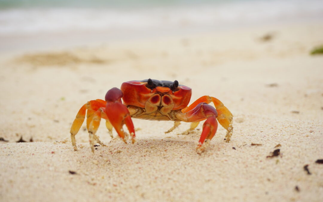 Leitschienen aus Krabbenpanzern helfen Nerven beim Nachwachsen