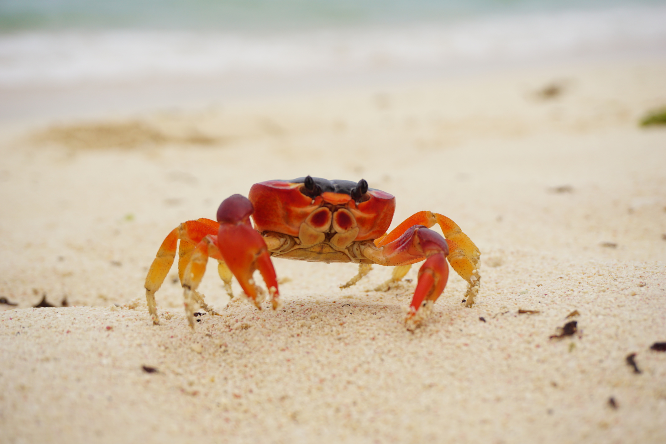 Leitschienen aus Krabbenpanzern helfen Nerven beim Nachwachsen