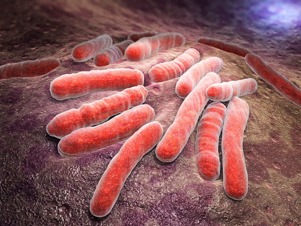 Nahrungsquelle der Tuberkulose-Erreger untersucht