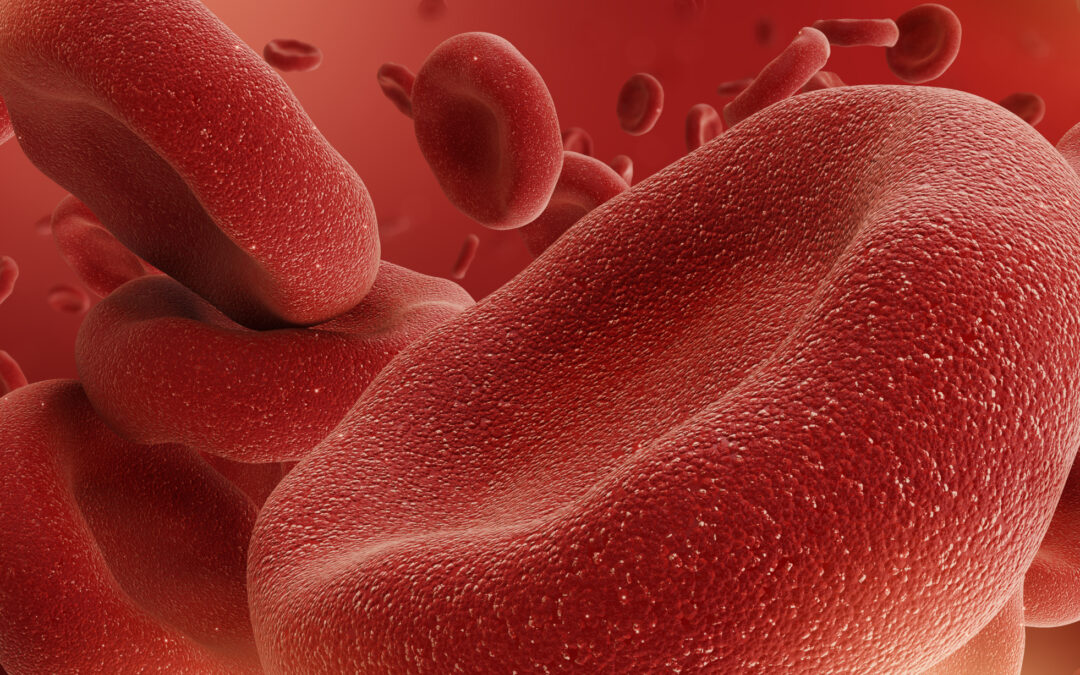 Wie rote Blutkörperchen sich bewegen