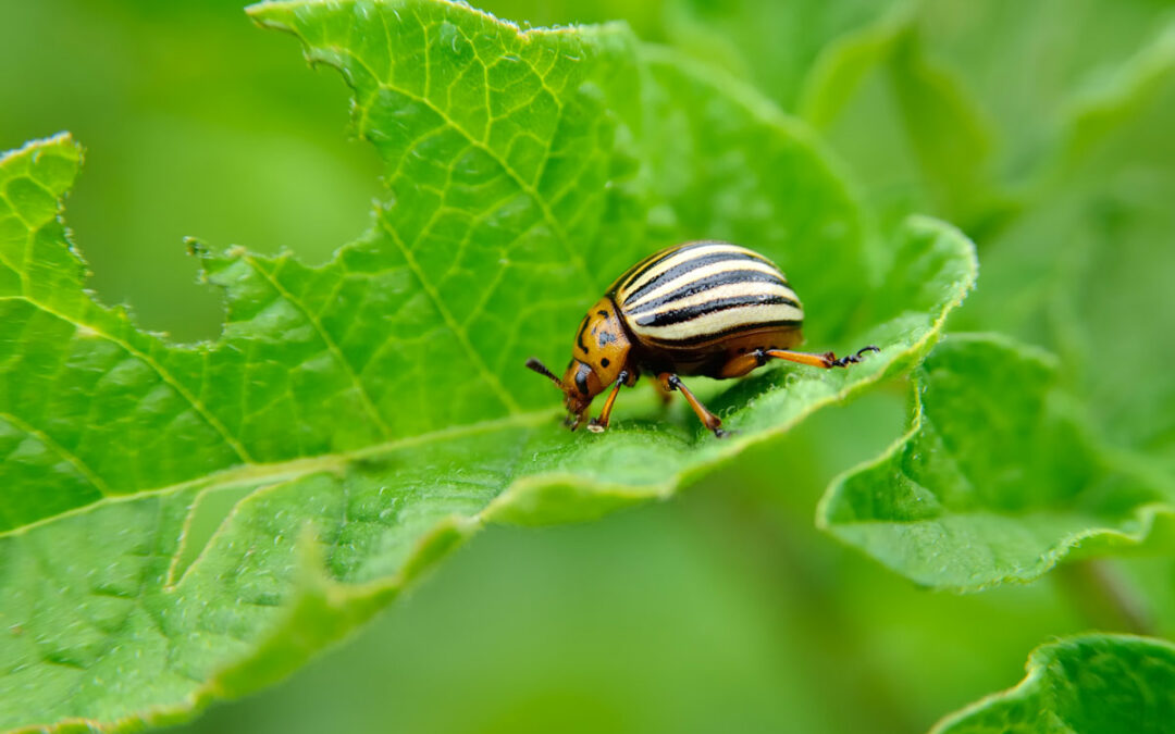 Käfer kapern Fremd-DNA