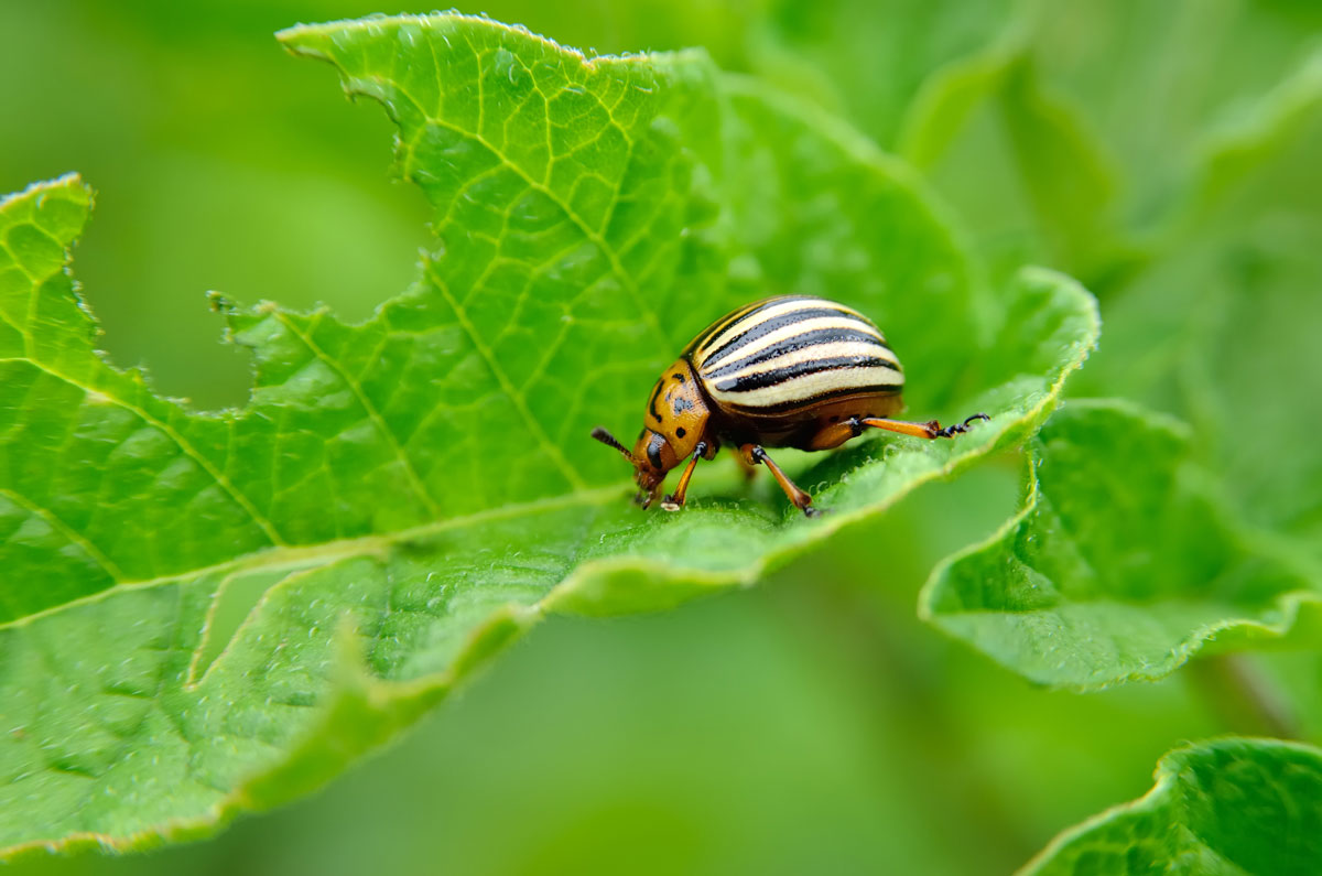 Käfer kapern Fremd-DNA