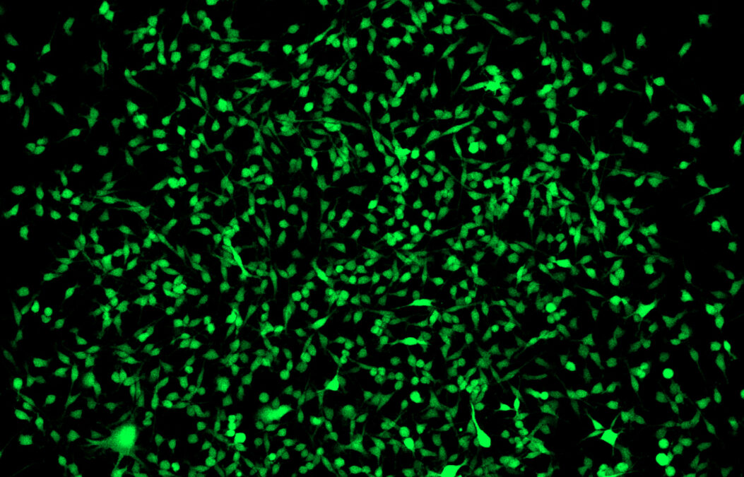 Farbstoff markiert multipotente stromale Zellen