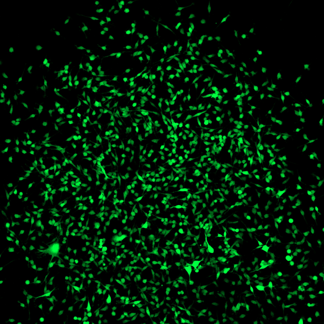 Farbstoff markiert multipotente stromale Zellen