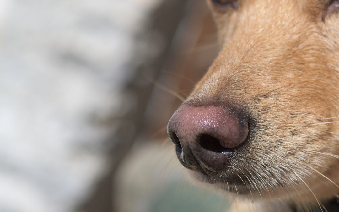 Spürhunde erkennen SARS-CoV-2-Infizierte mit hoher Genauigkeit