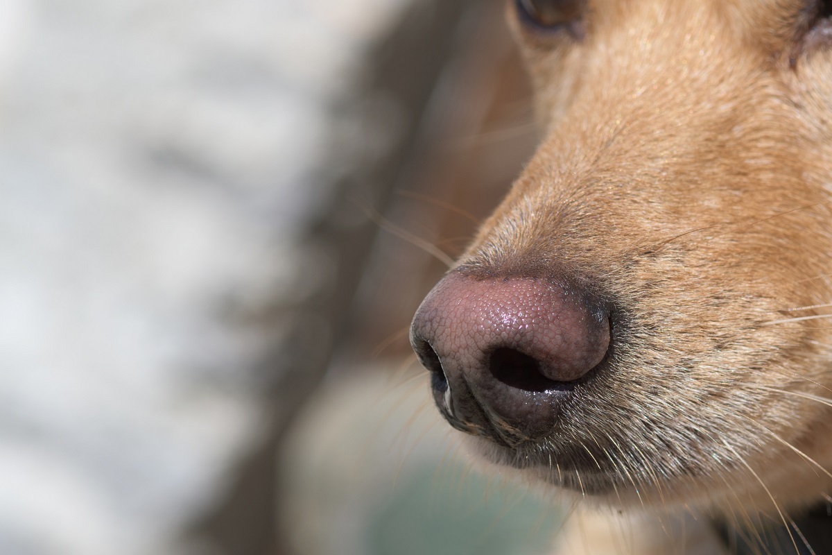 Spürhunde erkennen SARS-CoV-2-Infizierte mit hoher Genauigkeit