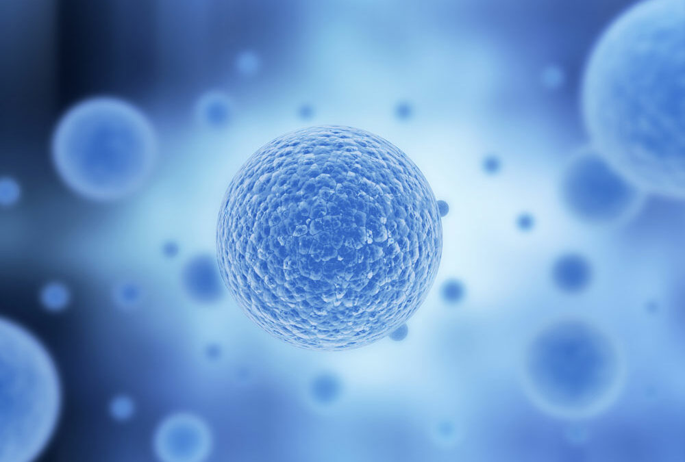 Forscher erzeugen membranlose Organellen in lebender Zelle