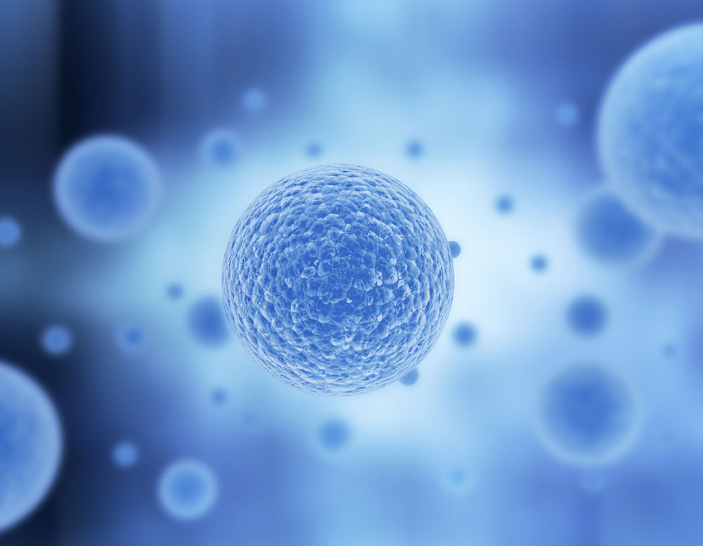 Forscher erzeugen membranlose Organellen in lebender Zelle