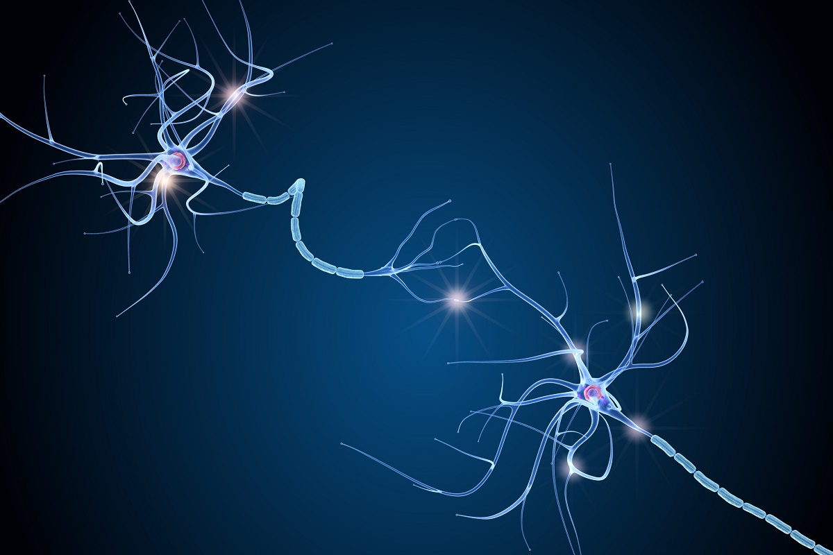 Protein CAP1 leitet Nervenzellen bei ihrer Vernetzung