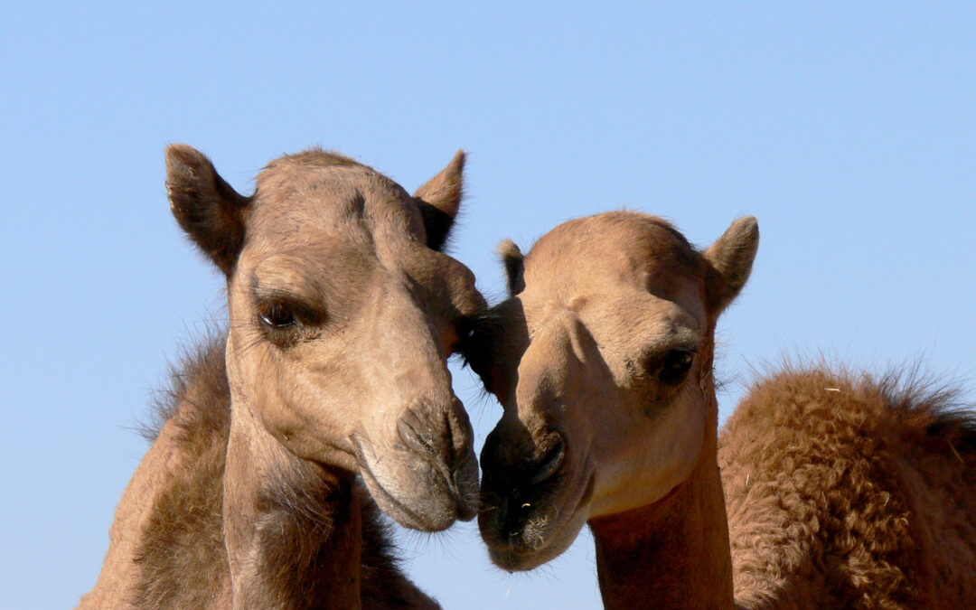 Kamel-Impfstoff gegen MERS-Seuche