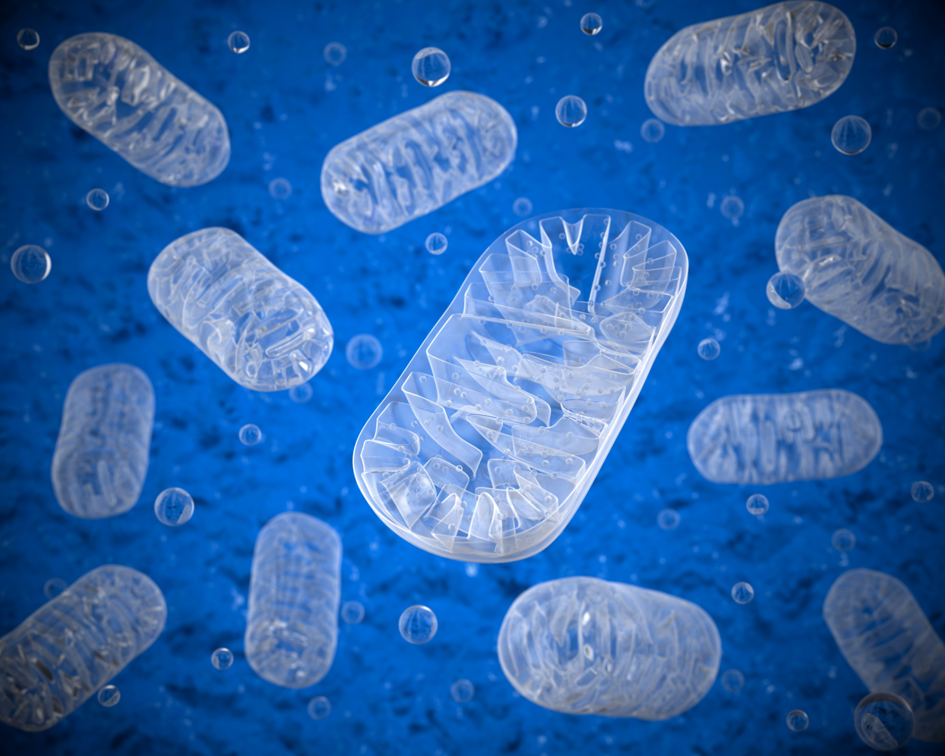 Proteinverkehr in den Mitochondrien