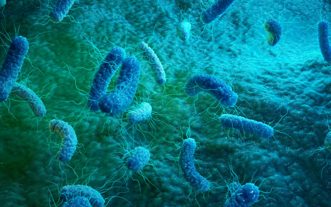 Darobactin gegen gramnegative Bakterien