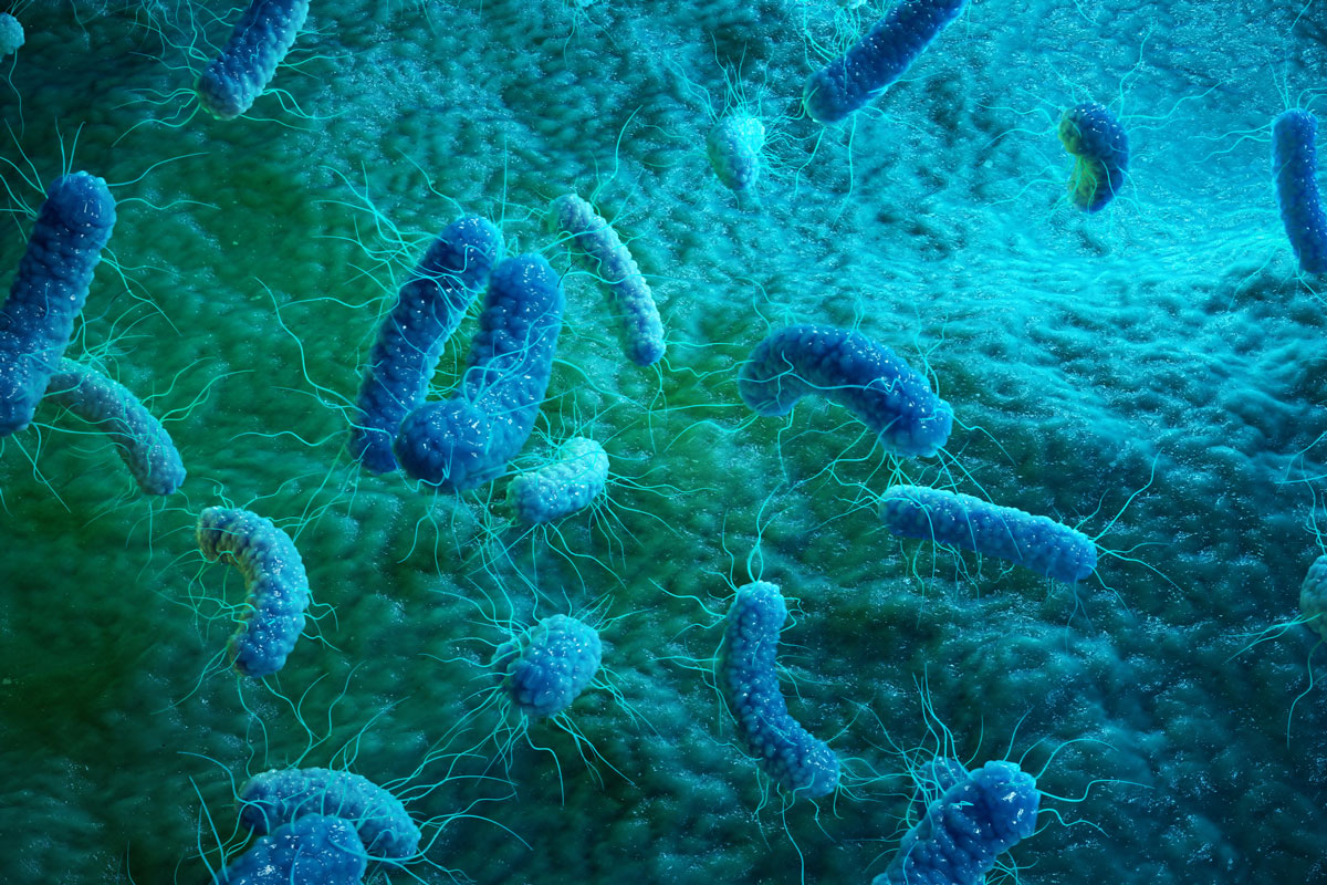 Darobactin gegen gramnegative Bakterien