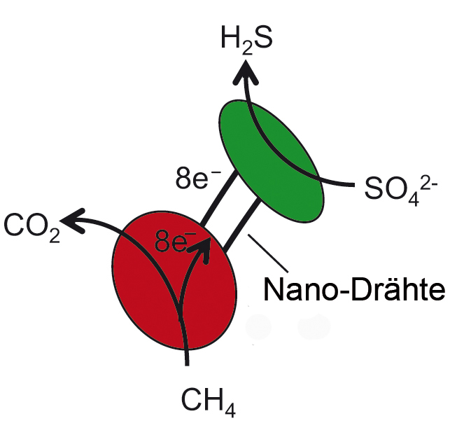 So funkt es zwischen den Zellen. Die rot dargestellten Archaeen sind die Stromversorger. Sie setzen bei der Oxidation von einem Molekül Methan acht Elektronen frei, die über die Nanodrähte zum grün dargestellten Sulfatreduzierer fließen. Dort wird mit die